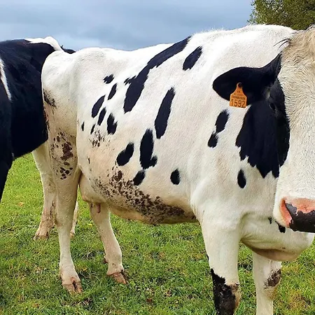 Maison Cosy Renovee - Puy Du Fou Dom wakacyjny Saint-Laurent-sur-Sèvre